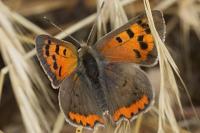 Lycaena phlaeas