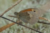 Coenonympha pamphilus