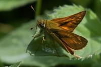 Ochlodes sylvanus