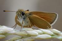 Thymelicus lineola