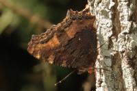 Nymphalis polychloros