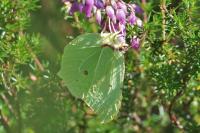 Gonepteryx rhamni