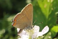 Satyrium ilicis