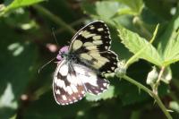 Melanargia galathea