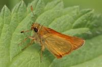 Ochlodes sylvanus