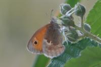Coenonympha pamphilus