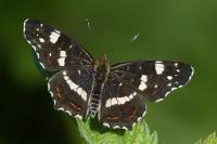 Araschnia levana