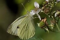 Pieris brassicae