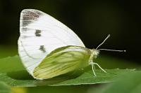 Pieris napi