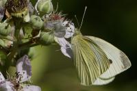 Pieris rapae