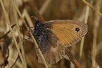 Coenonympha pamphilus