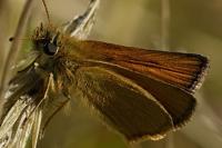 Thymelicus lineola