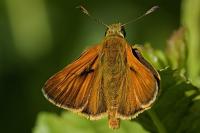 Ochlodes sylvanus
