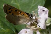 Lycaena phlaeas