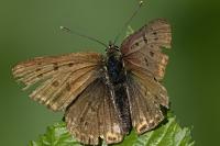 Lycaena tityrus