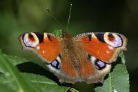 Aglais io