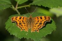Polygonia c-album