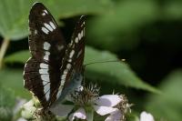 Limenitis camilla