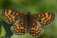 Melitaea athalia
