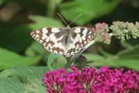 Melanargia galathea