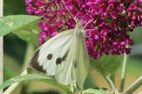 Pieris brassicae