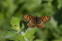 Melitaea athalia