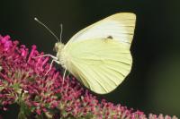 Pieris brassicae