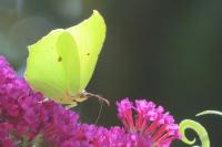 Gonepteryx rhamni