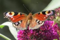 Aglais io