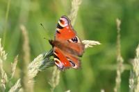 Aglais io