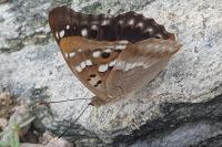 Apatura ilia