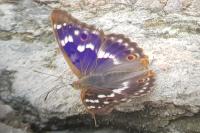 Apatura ilia