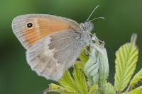 Coenonympha pamphilus