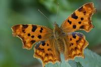 Polygonia c-album