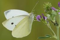 Pieris rapae