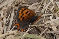 Lycaena phlaeas