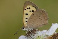 Lycaena phlaeas