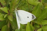 Pieris rapae