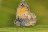 Coenonympha pamphilus