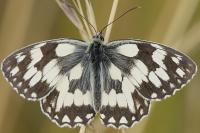 Melanargia galathea