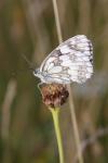 Melanargia galathea