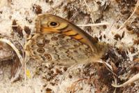 Lasiommata megera