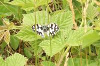 Melanargia galathea