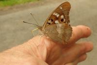 Apatura ilia
