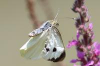 Pieris brassicae