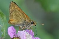 Ochlodes sylvanus