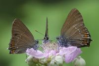 Satyrium ilicis