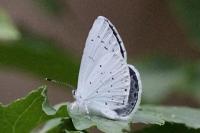 Celastrina argiolus
