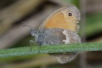 Coenonympha pamphilus