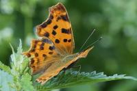 Polygonia c-album
